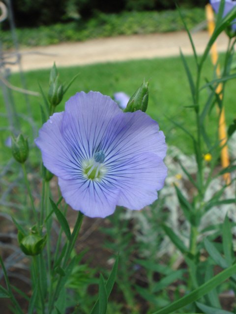 Linum usitatissimum fleur